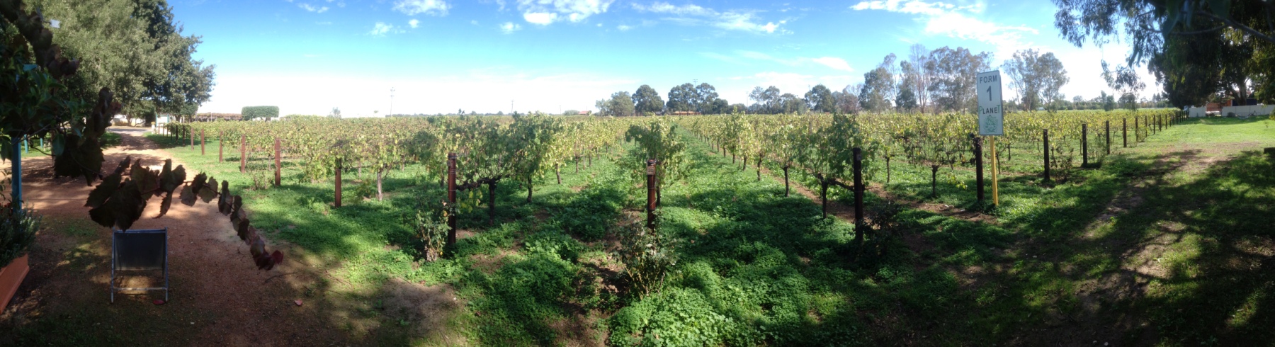 Organic vineyard panorama