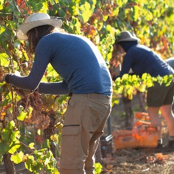 Grape Pickers Lunch