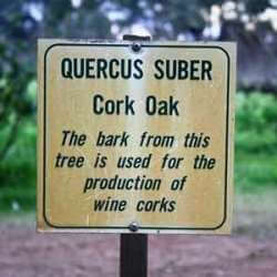 Swan Valley Cork oak tree